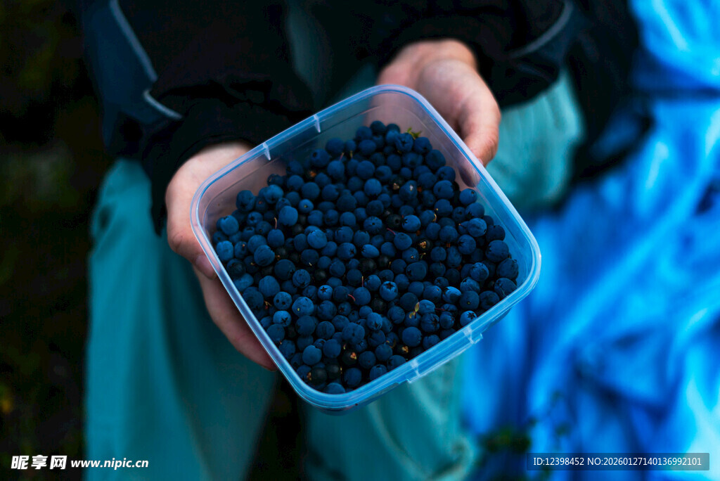手捧新鲜蓝莓