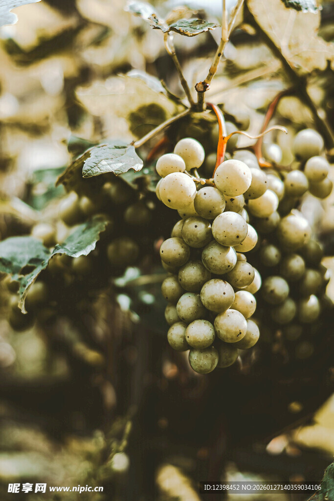 饱满白葡萄挂于枝头