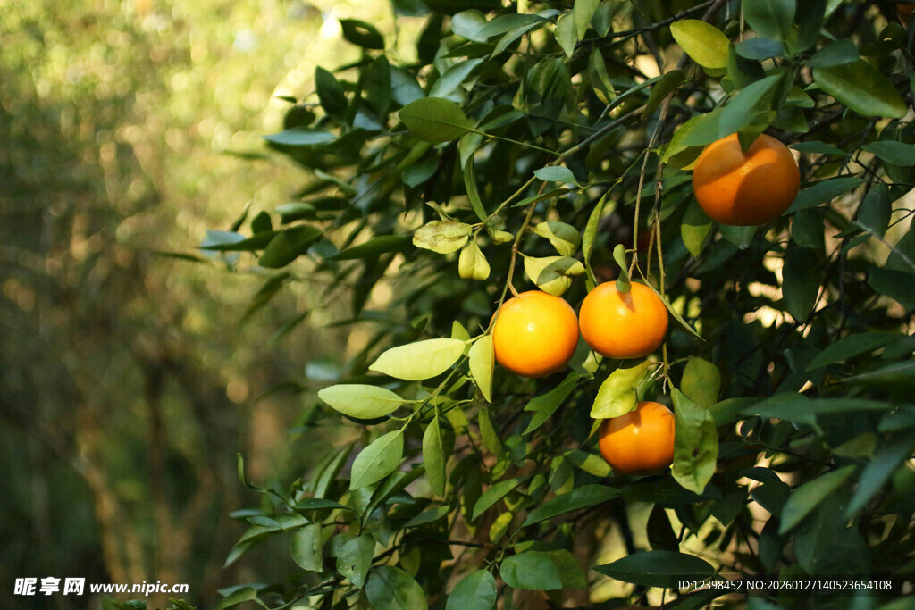 枝头挂满金黄的新鲜橘子