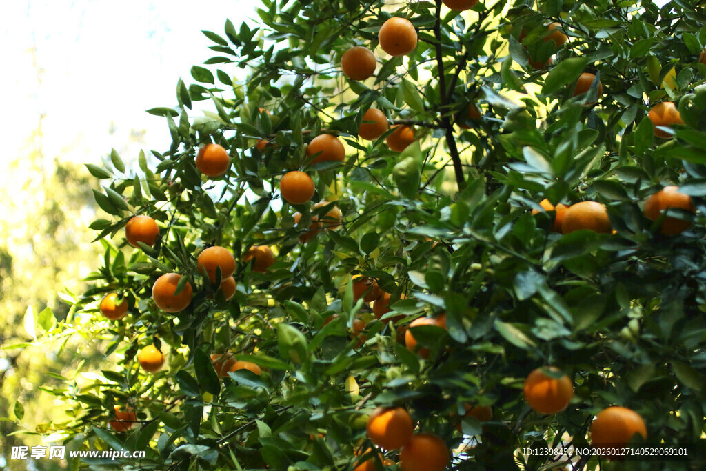 挂满果实的繁茂橘子树