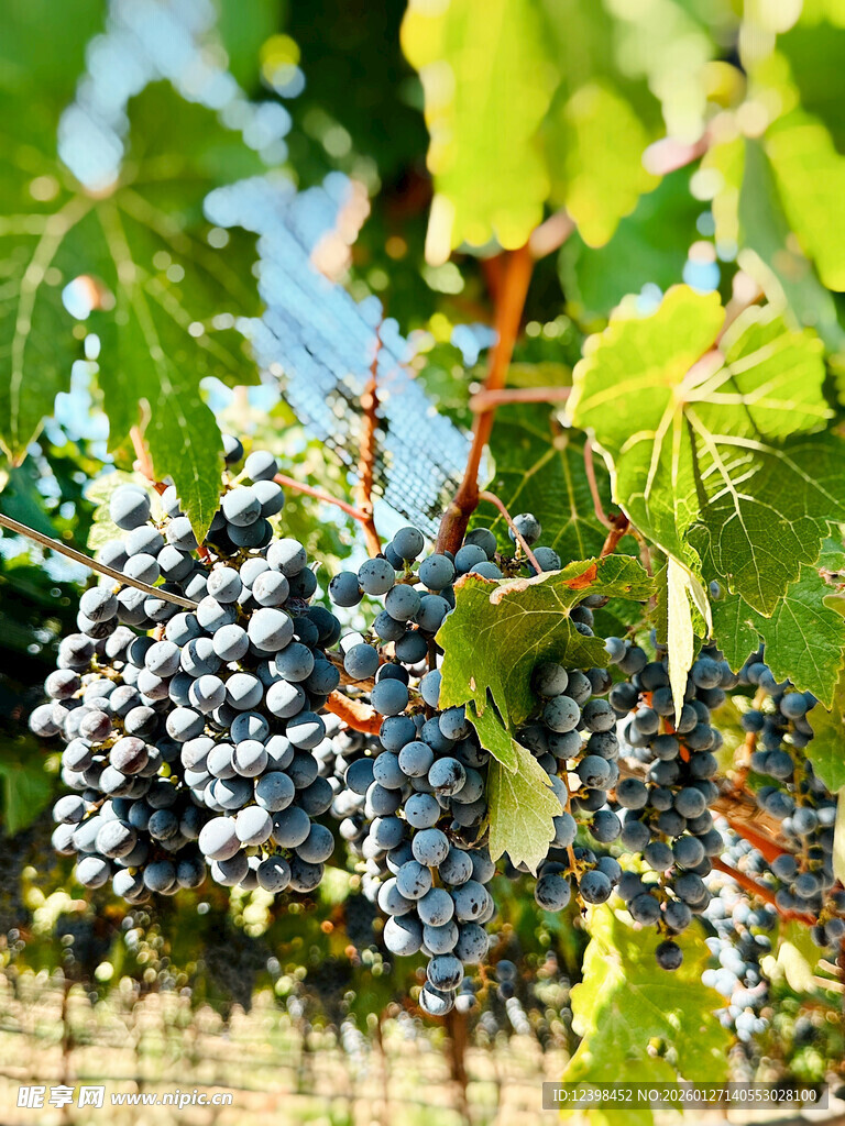 葡萄藤上饱满的紫葡萄