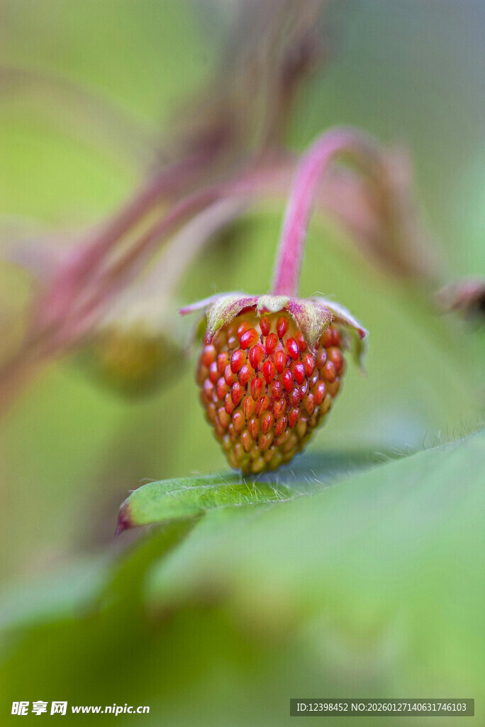 一颗鲜红诱人的野生草莓