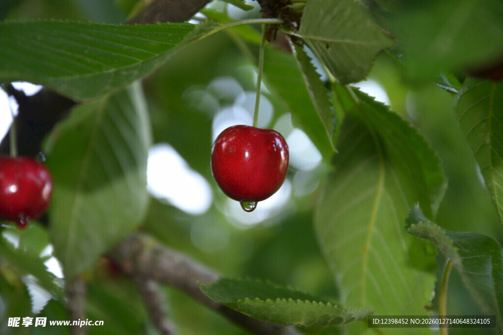 枝头红樱桃