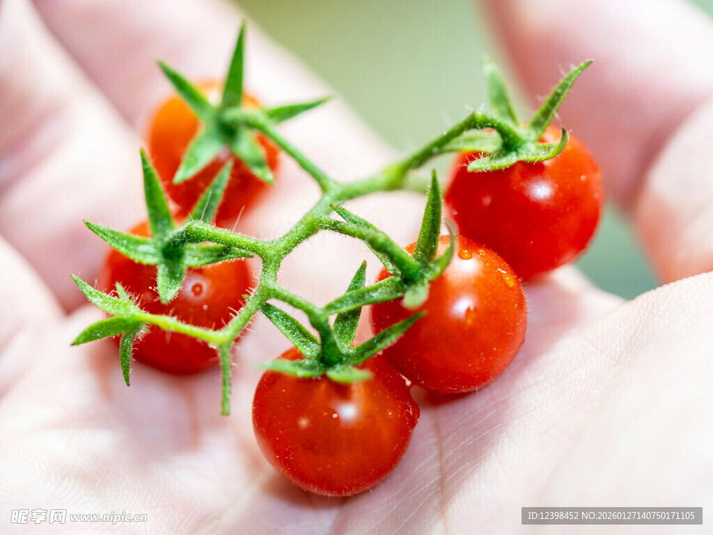手中的新鲜小番茄