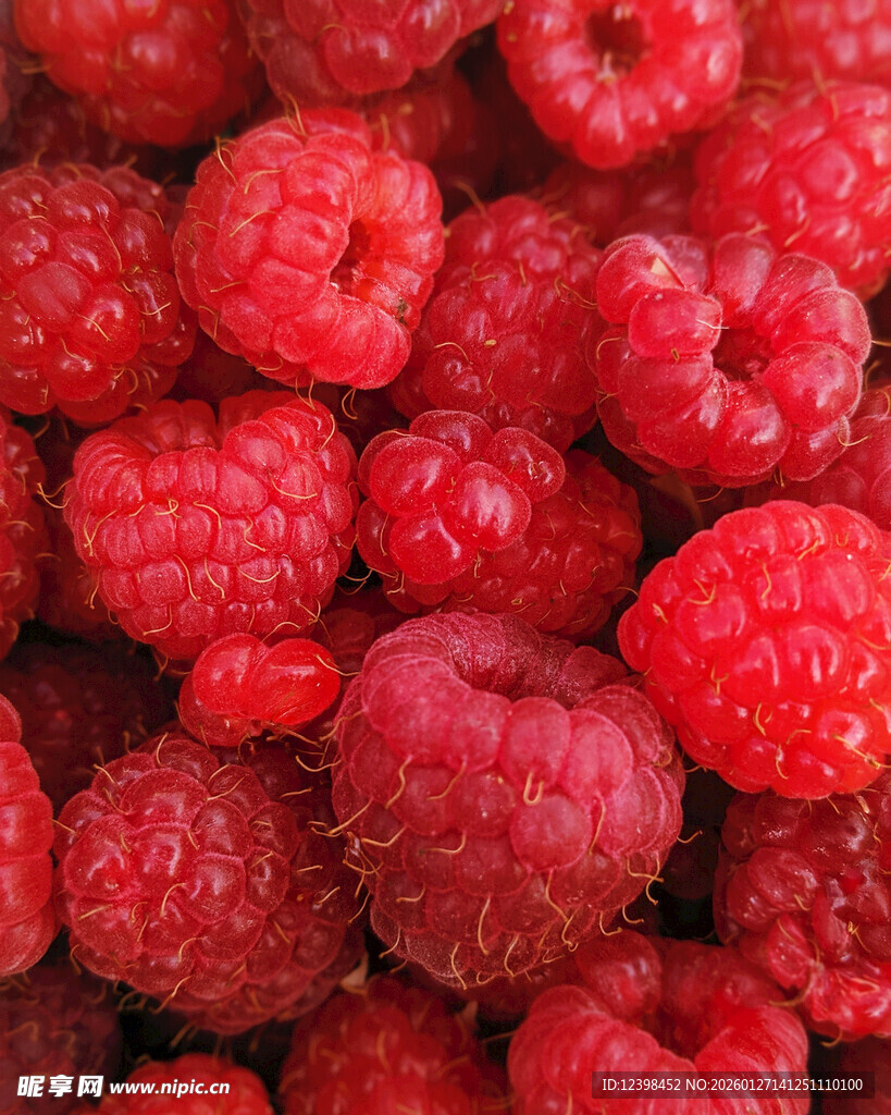 新鲜饱满的树莓果实