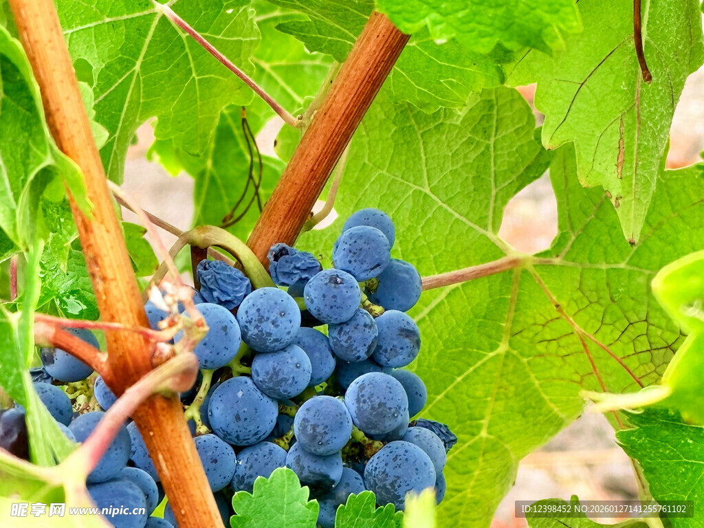 成熟葡萄挂于翠绿藤蔓间