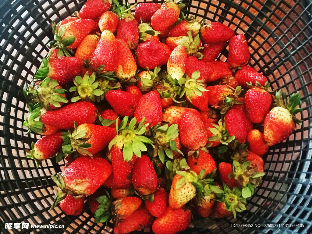 满满一篮新鲜红嫩草莓