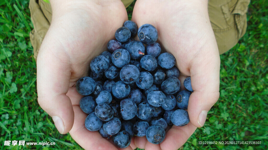 手中捧着的新鲜蓝莓