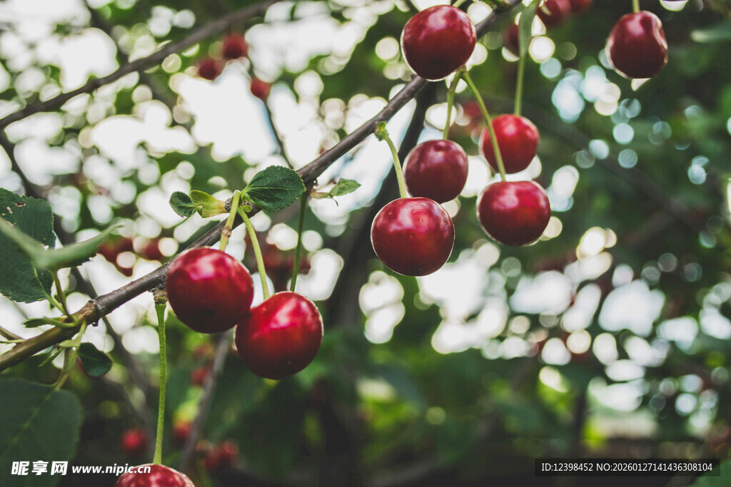 枝头红樱桃