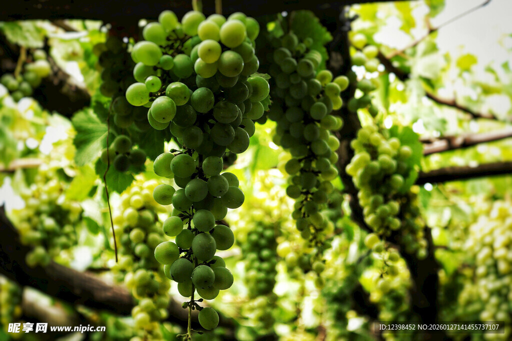 翠绿葡萄挂于繁茂枝蔓间