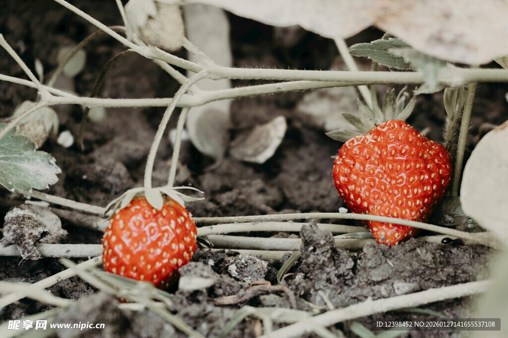 野外生长的两颗鲜红草莓