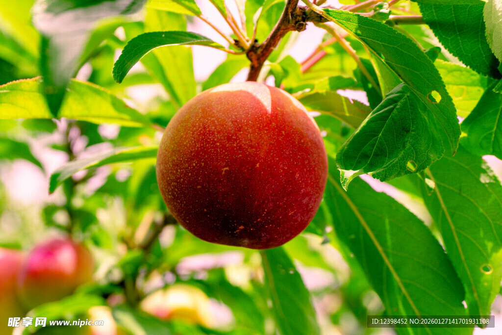 枝头红桃挂绿叶间