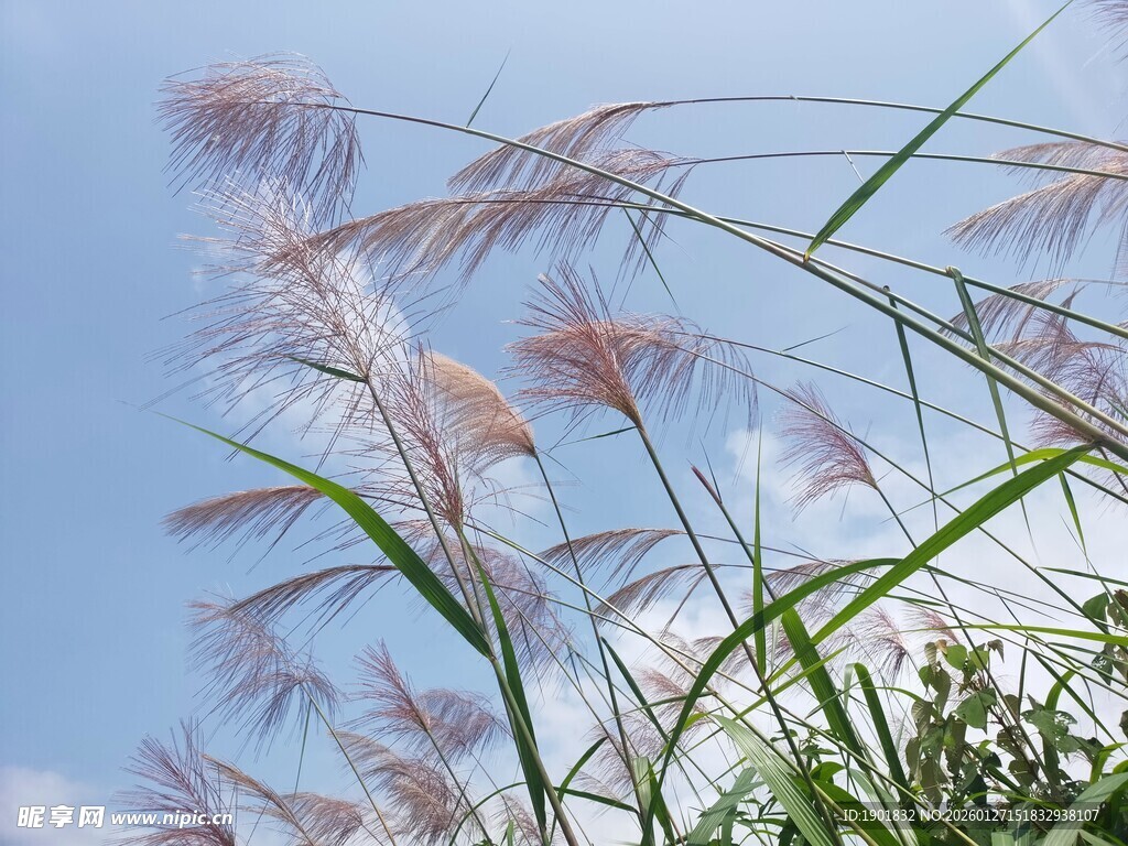 蓝天映衬下的轻柔粉白芒草