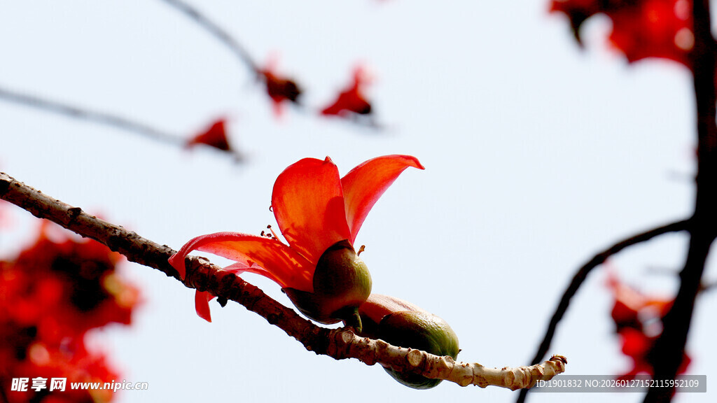 枝头绽放的艳丽红花朵