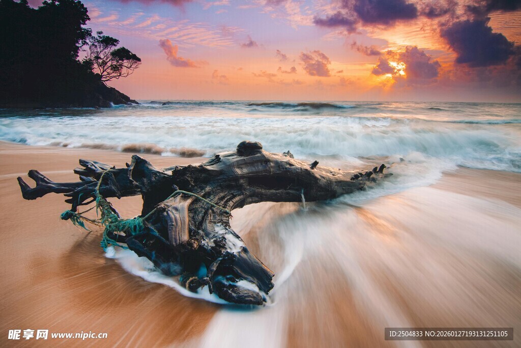 海滩日落中的枯木美景