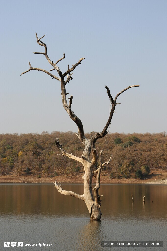 水中枯树立于宁静湖面