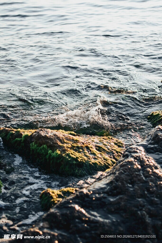 海边礁石上的绿色苔藓