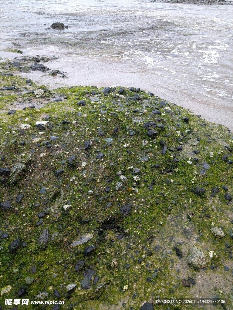 海岸边的绿色苔藓景观