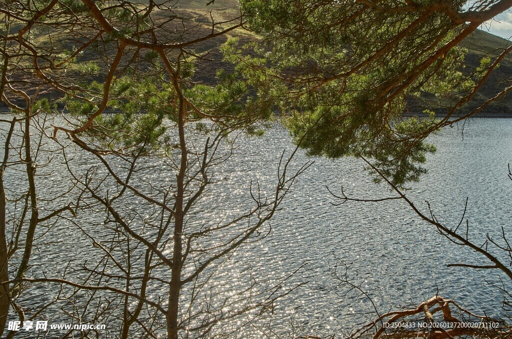 湖畔绿荫下的宁静水面
