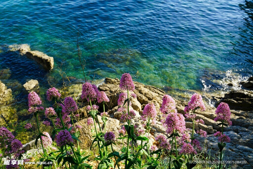 海边绽放的绚烂紫色花丛