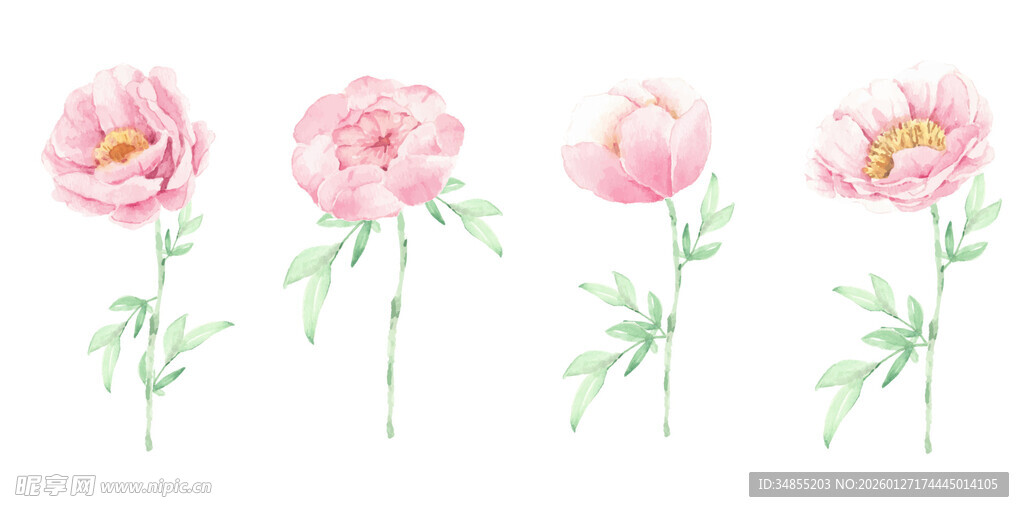 水彩粉色花卉插画