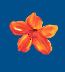 橙色百合花绽放于蓝天