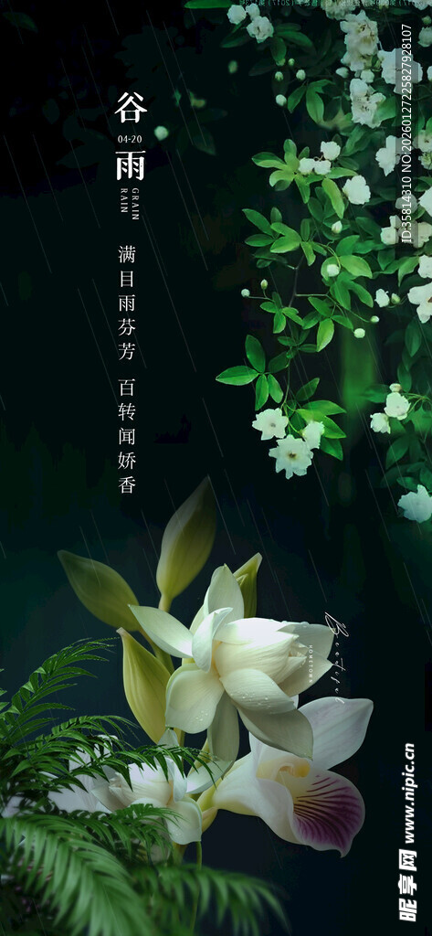 优雅绽放的清新白色兰花