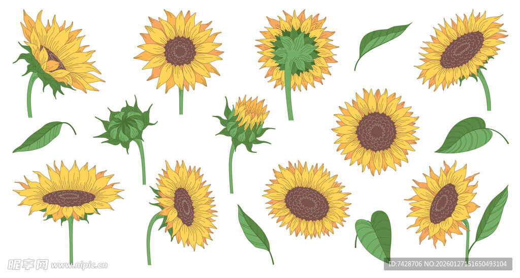向日葵插画