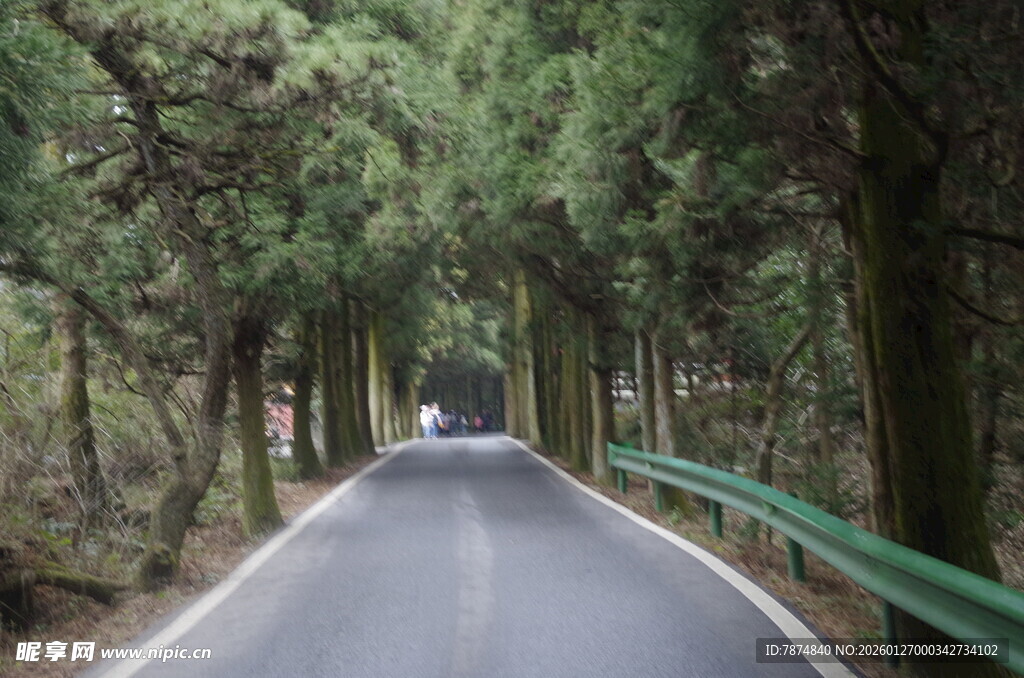 林间公路 静谧的自然之旅