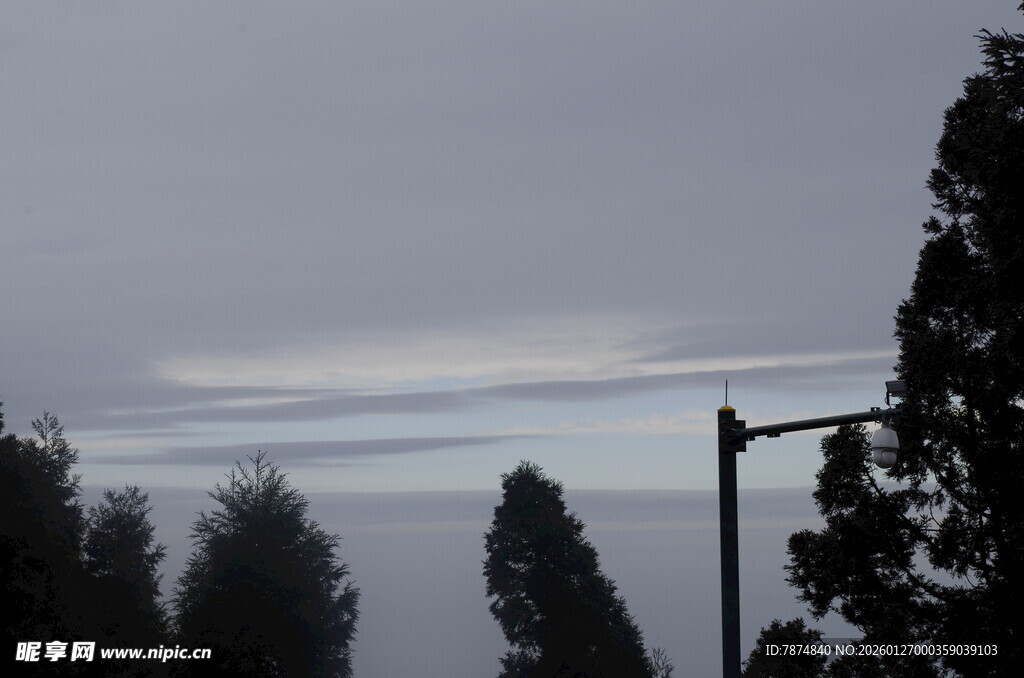 雾霭中的树木与路灯