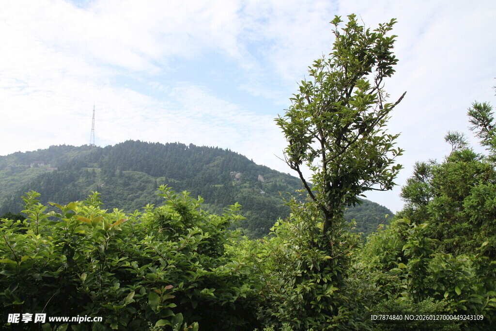 山林绿意 清新自然景致