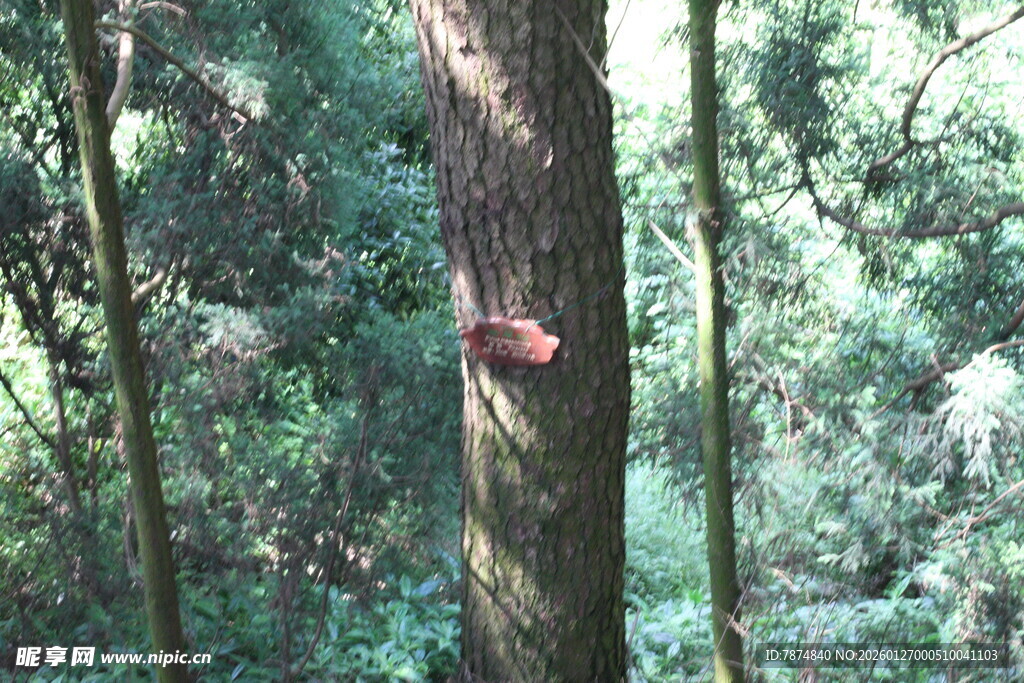 衡山森林中树干上的红色标记