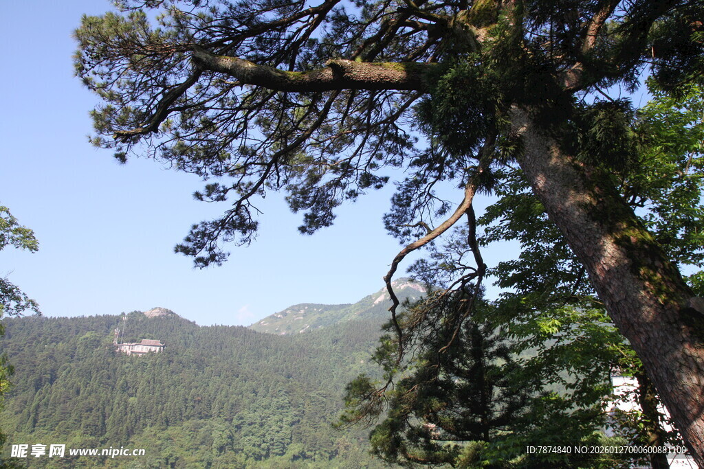 衡山山林间挺拔的松树