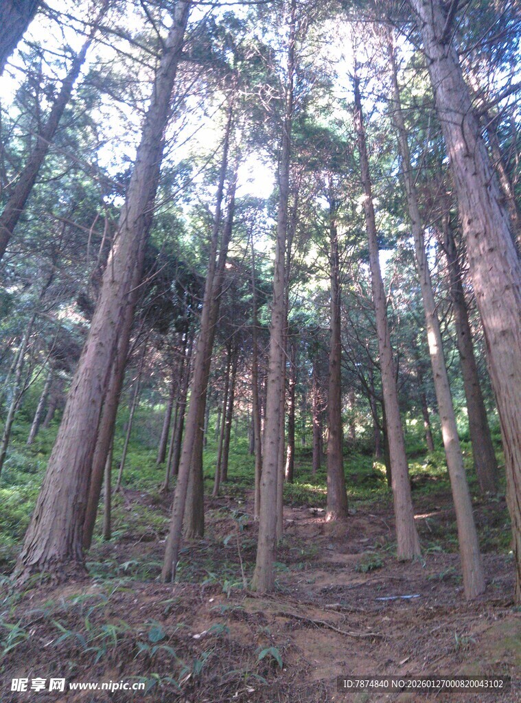 衡山阳光洒落的静谧松树林