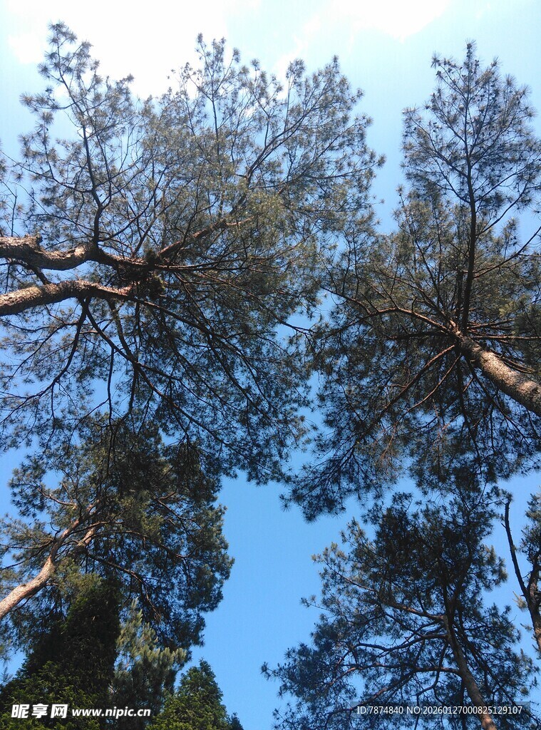 衡山仰视森林树木蓝天美景