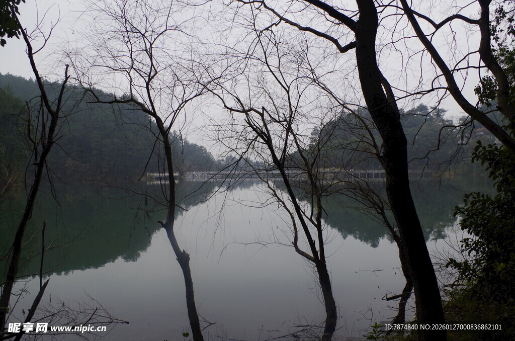 衡山湖畔枯树静景