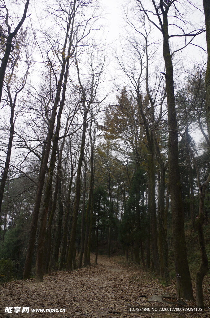 衡山冬日林间小道