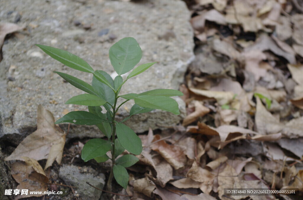 衡山破土而出的嫩绿幼苗