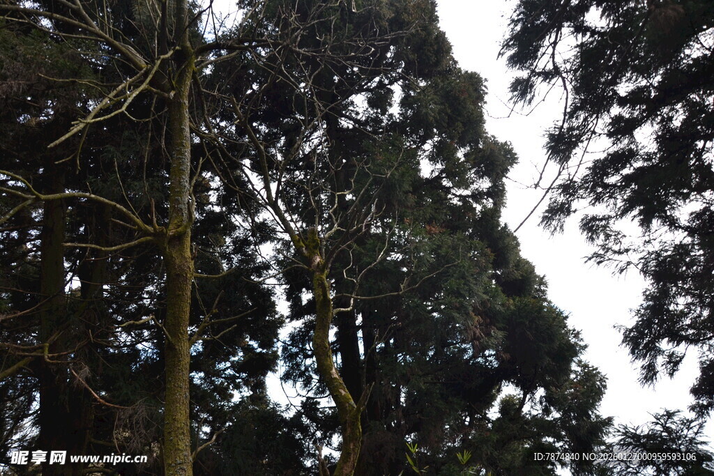 衡山高大树木的繁茂树冠