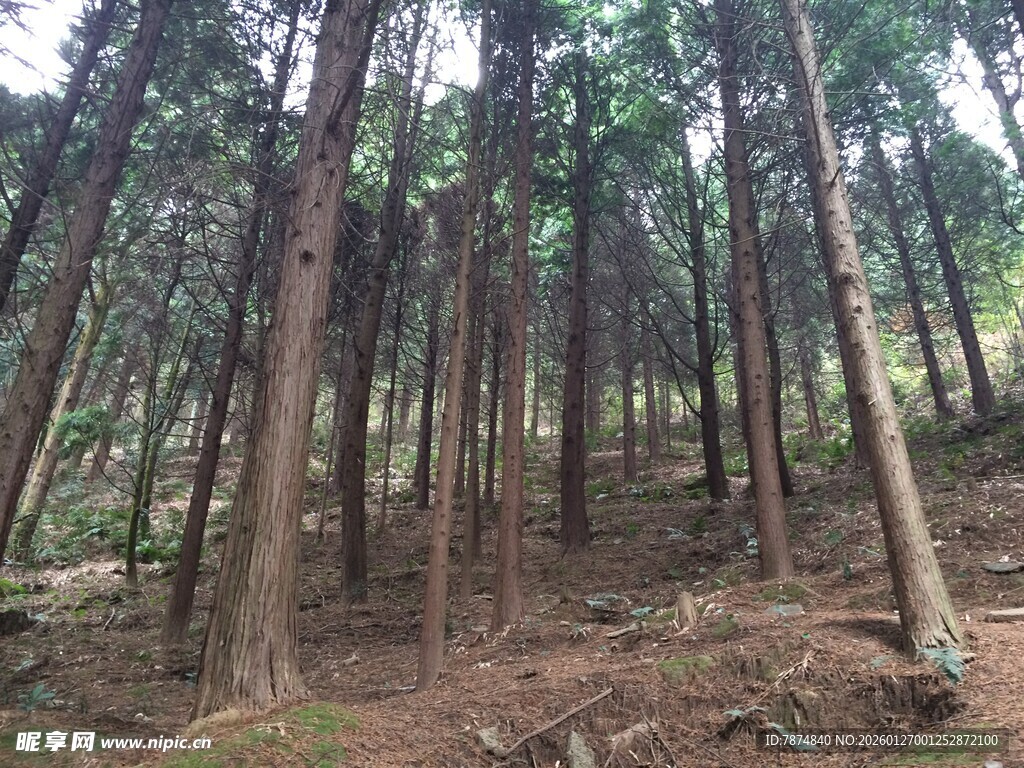 衡山茂密森林中的挺拔树木