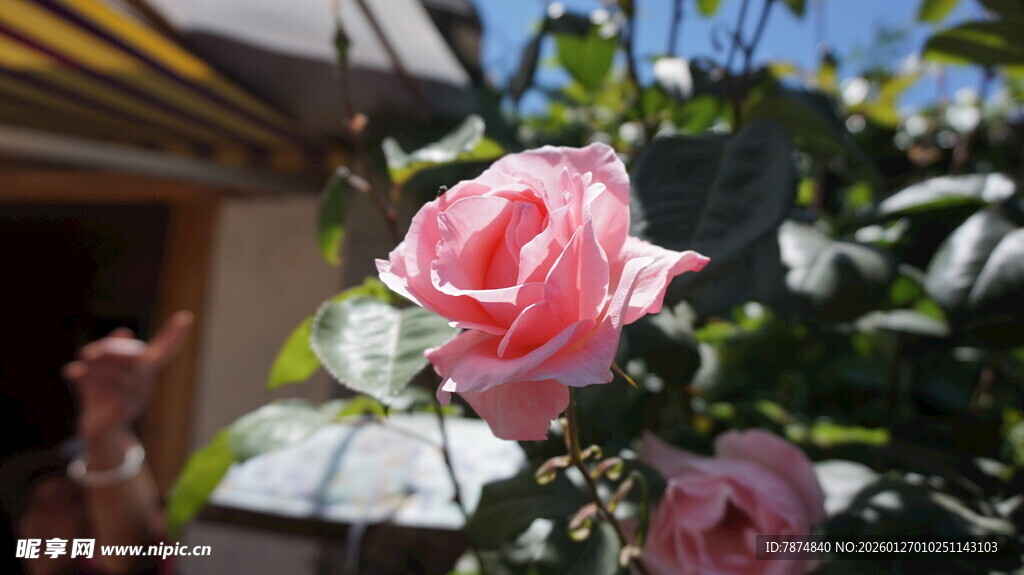 娇艳粉色玫瑰绽放