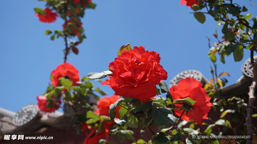 蓝天映衬下的艳丽红玫瑰