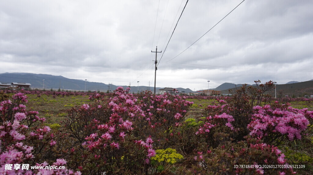 山间烂漫盛开的紫色花丛