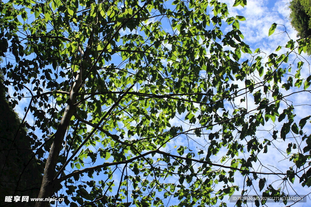 仰视繁茂枝叶与蓝天