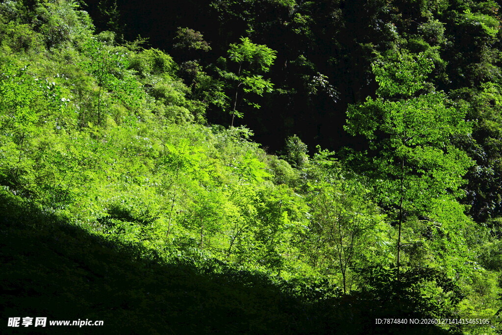 翠绿山林间的盎然生机