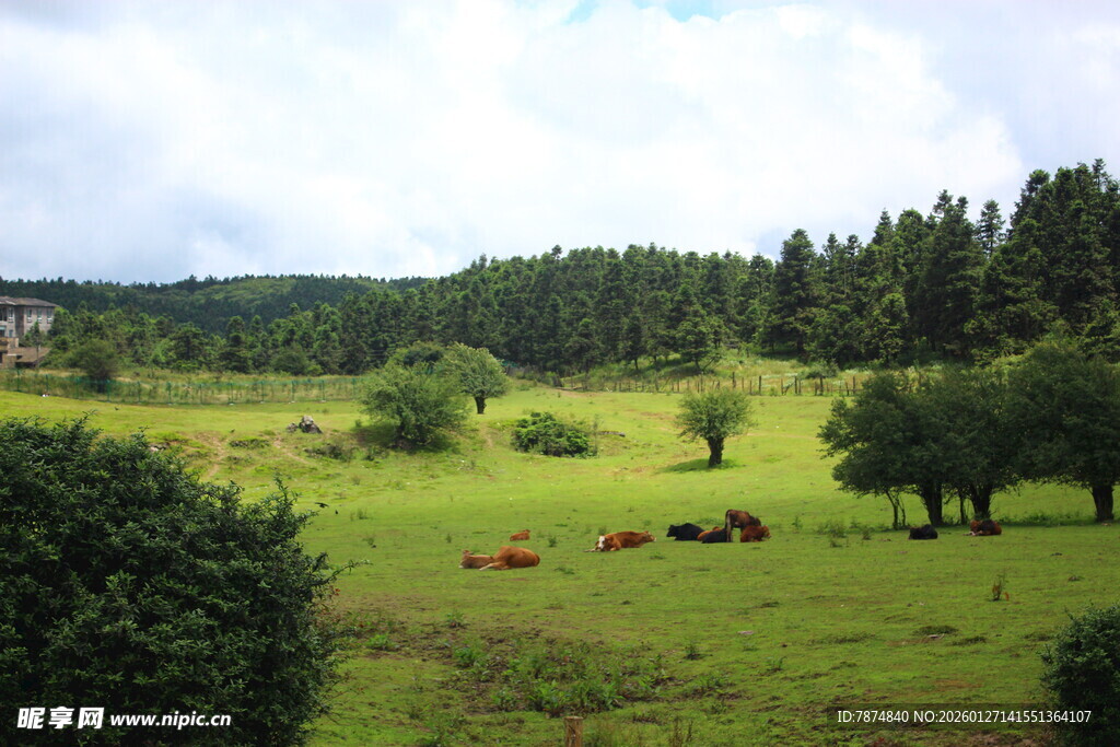 草原牧场景色