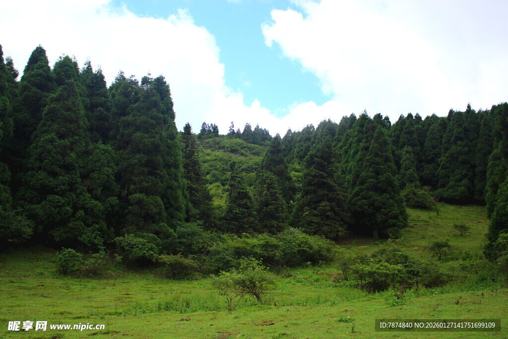 山林绿野风光