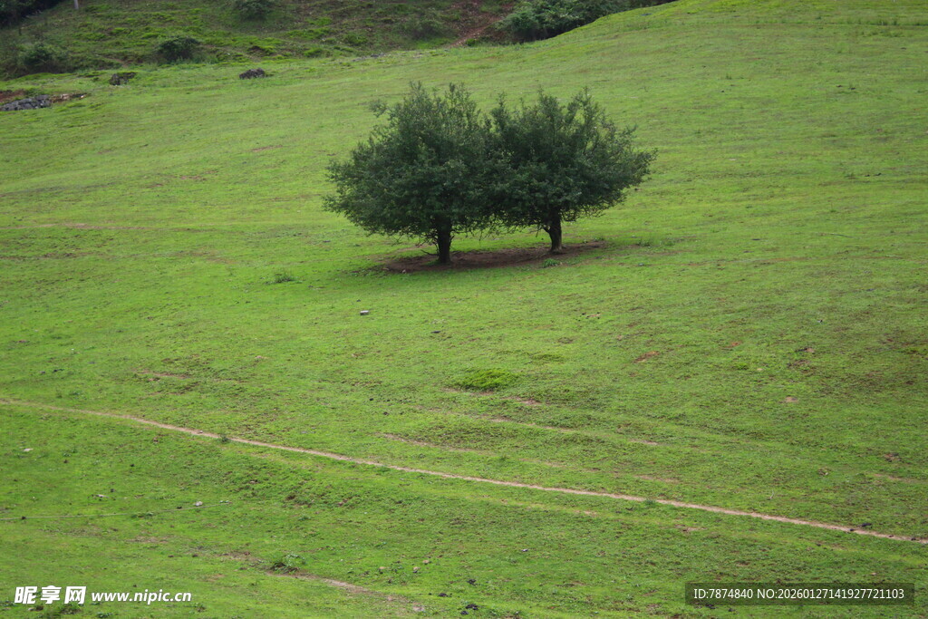 草原上的两棵相依树木