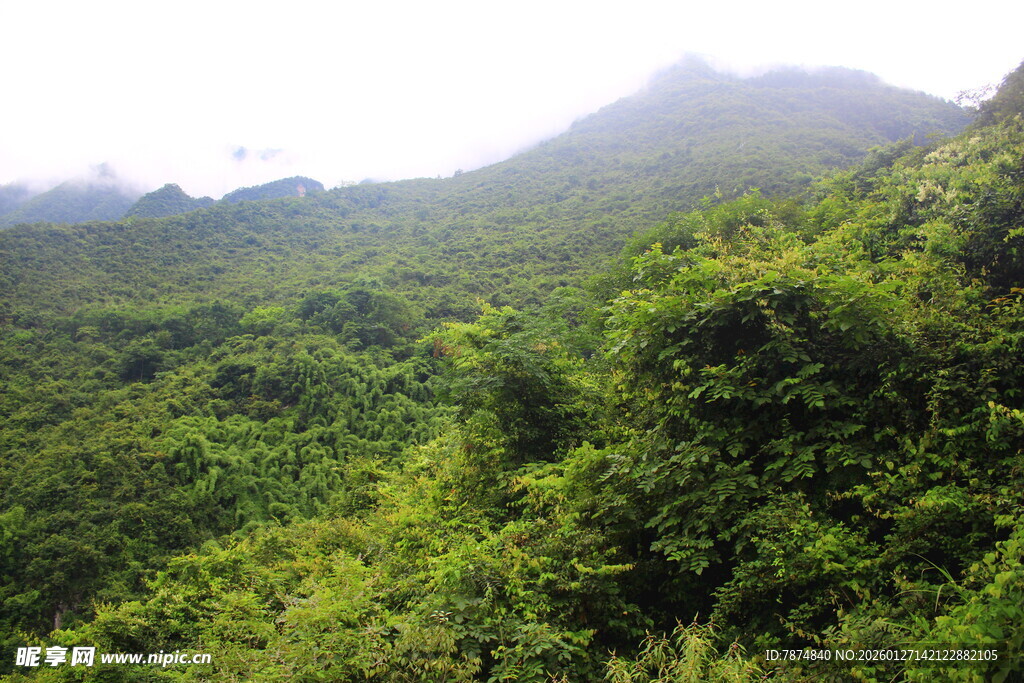 翠绿山峦间的繁茂植被