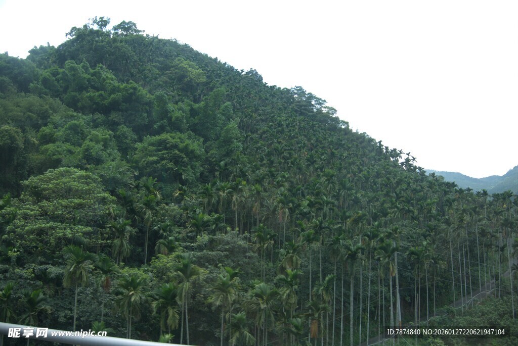 郁郁葱葱的山林景观